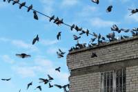 duiven-overlast-gebouw